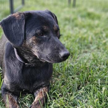 Dachshund Dogs Available for Adoption in Shiloh, Illinois - Coco Springfield  | PetCurious