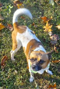 Rescue Jack Russell Terrier Dogs for Adoption in Albany, Kentucky - My Buddy In Kentucky | PetCurious