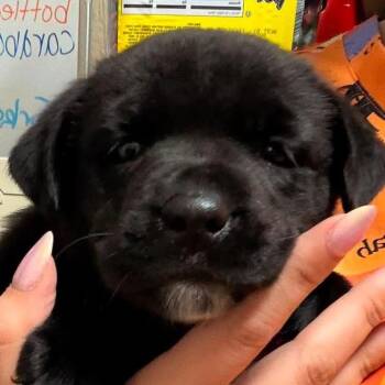 Matilda -  Black Labrador Retriever and Husky Dog for Adoption in Greenfield, Indiana - Matilda | PetCurious