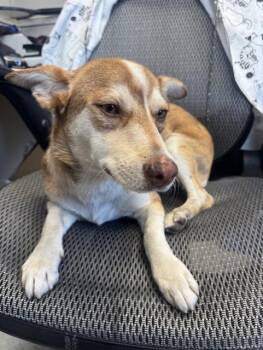 Siberian Husky Dogs Available for Adoption in Stockton, California - LEONARD | PetCurious