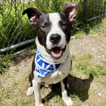 Rescue American Staffordshire Terrier Dogs for Adoption in Pittsburgh, Pennsylvania - Bun Bun | PetCurious