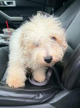 Bichon Frise and Havanese Dogs Available for Adoption in Bartlesville, Oklahoma - Jersey | PetCurious