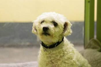 Rosa Lee -  Bichon Frise and Mixed Breed Dog for Adoption in Kansas City, Missouri - Rosa Lee | PetCurious