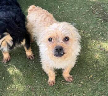 Norwich Terrier and Jack Russell Terrier Dogs Available for Adoption in Ramona, California - Cubby | PetCurious