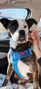 Truffles AKA Dolly -  American Staffordshire Terrier Dog for Adoption in Huntington Beach, California - Truffles AKA Dolly | PetCurious