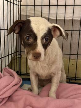 Chihuahua Dogs Available for Adoption in New Braunfels, Texas - Deadpool | PetCurious