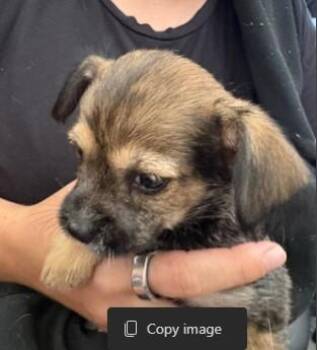 PABLO -  Cairn Terrier Dog for Adoption in Dallas, Texas - PABLO | PetCurious