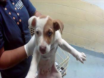 Pit Bull Terrier and Mixed Breed Dogs Available for Adoption in Tulsa, Oklahoma - BENJI | PetCurious