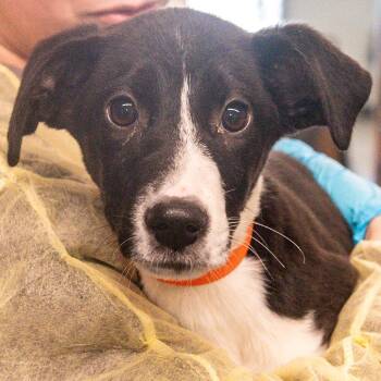 Mixed Breed Dogs Available for Adoption in Kennebunk, Maine - Goji *Avail By Appt* | PetCurious