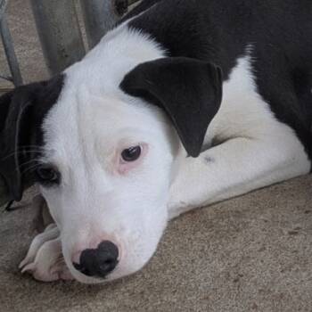 Rescue Dogo Argentino and Hound Dogs for Adoption in Savannah, Georgia - Panda | PetCurious