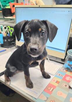 Mixed Breed and Terrier Dogs Available for Adoption in Pratt, Kansas - Eco | PetCurious
