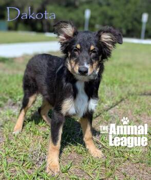 Australian Shepherd Dogs Available for Adoption in Groveland, Florida - Dakota | PetCurious