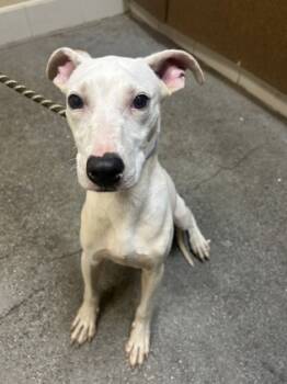 Rescue Pit Bull Terrier and Mixed Breed Dogs for Adoption in Honolulu, Hawaii - 59700597 | PetCurious