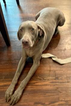 Universe -  Weimaraner Dog for Adoption in Marietta, Georgia - Universe | PetCurious