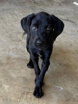Crinkle -  Labrador Retriever Dog for Adoption in Cairo, Georgia - Crinkle | PetCurious
