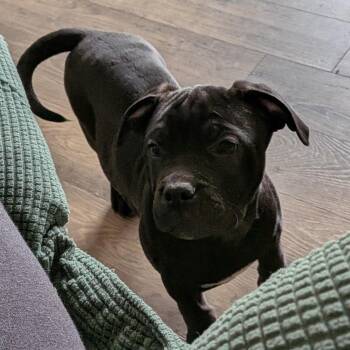 American Bully and American Staffordshire Terrier Dogs Available for Adoption - Porter | PetCurious