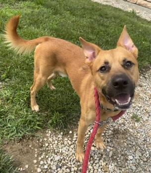 DEPUTY TAILS -  German Shepherd Dog and Labrador Retriever Dog for Adoption in Dayton, Ohio - DEPUTY TAILS | PetCurious