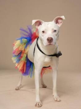 Snow -  Pit Bull Terrier and Mixed Breed Dog for Adoption in Atlanta, Georgia - Snow | PetCurious