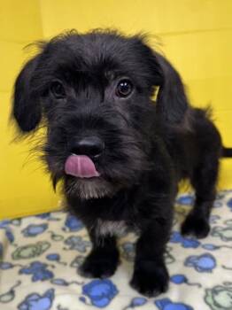 Luke -  Mixed Breed Dog for Adoption in Houston, Texas - Luke | PetCurious