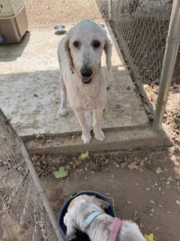 Camila -  Standard Poodle Dog for Adoption in Bonita, California - Camila | PetCurious