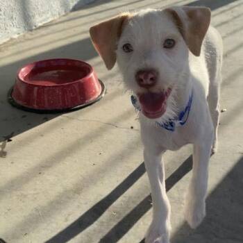 Rocco -  Mixed Breed Dog for Adoption in Bend, Oregon - Rocco | PetCurious