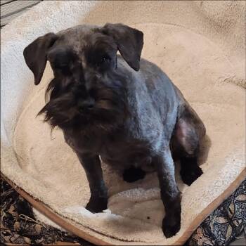 Gracia -  Schnauzer Dog for Adoption in Thompson Falls, Montana - Gracia | PetCurious
