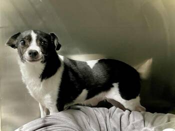 Snoopy -  Chihuahua Dog for Adoption in Estherville, Iowa - Snoopy | PetCurious