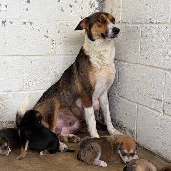 Collie and Shepherd Dogs Available for Adoption in Edinburg, Texas - Betty Lou | PetCurious