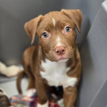 Phantom -  Mixed Breed Dog for Adoption in Sarasota, Florida - Phantom | PetCurious