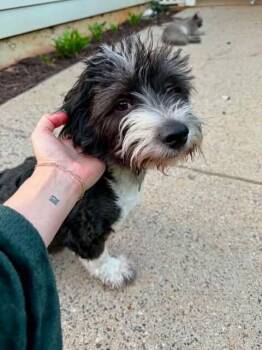 Diesel Dean -  Australian Shepherd and Bichon Frise Dog for Adoption in Milton, Georgia - Diesel Dean | PetCurious