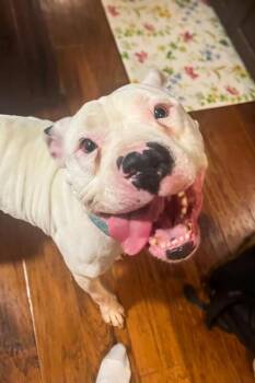 Ricardo -  Mixed Breed Dog for Adoption in Cincinnati, Ohio - Ricardo | PetCurious