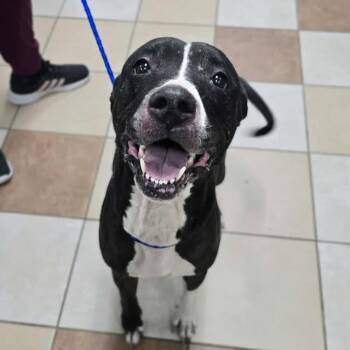 Rescue American Staffordshire Terrier Dogs for Adoption in Grand Rapids, Michigan - Jade | PetCurious