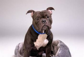 MANNY -  American Bulldog Dog for Adoption in Fort Lauderdale, Florida - MANNY | PetCurious