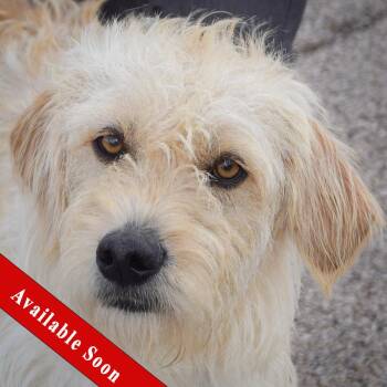 Poodle and Yellow Labrador Retriever Dogs Available for Adoption in Huntley, Illinois - Poppy | PetCurious