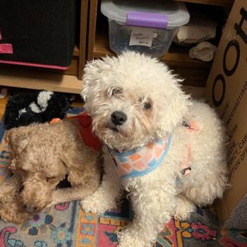 Bichon Frise Dogs Available for Adoption - Kendra | PetCurious