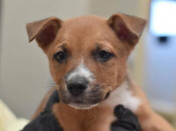 MacKerel -  Shepherd and Australian Cattle Dog Blue Heeler Dog for Adoption in Portland, Oregon - MacKerel | PetCurious