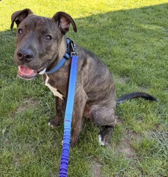 American Staffordshire Terrier Dogs Available for Adoption - Snoop Dawg | PetCurious