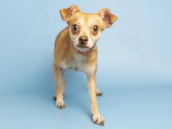 ELMO -  Chihuahua Dog for Adoption in Phoenix, Arizona - ELMO | PetCurious