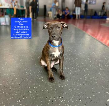 Ticker -  Staffordshire Bull Terrier and Black Mouth Cur Dog for Adoption in Oviedo, Florida - Ticker | PetCurious