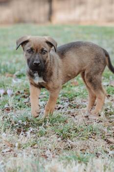 Shepherd Dogs Available for Adoption - Sadie | PetCurious