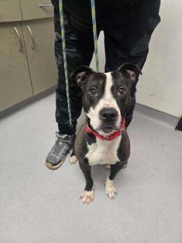 Mixed Breed Dogs Available for Adoption - Kenneth | PetCurious