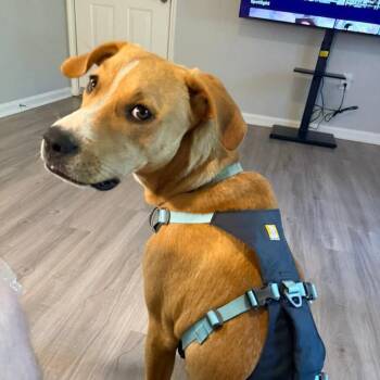 Mixed Breed Dogs Available for Adoption in Rossville, Georgia - Biscuit | PetCurious