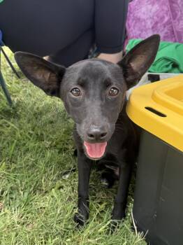 Minah -  Terrier Dog for Adoption in Harlingen, Texas - Minah | PetCurious
