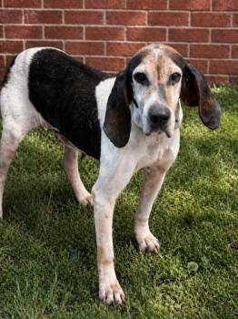 Treeing Walker Coonhound and Mixed Breed Dogs Available for Adoption in Bowling Green, Kentucky - Mee-Maw | PetCurious