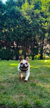 Leo -  French Bulldog Dog for Adoption in Toronto, Ontario - Leo | PetCurious