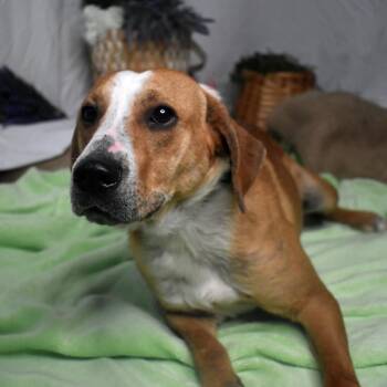 Hound Dogs Available for Adoption in Chicago, Illinois - Huckleberry | PetCurious
