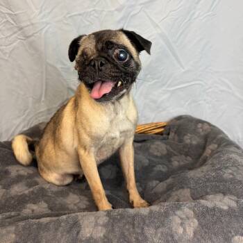 Suki -  Pug Dog for Adoption in Fresno, California - Suki | PetCurious