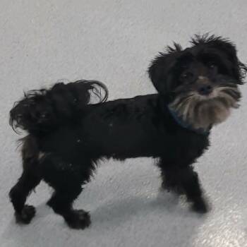 Poodle and Schnoodle Dogs Available for Adoption in Meriden, Connecticut - Stitch, Happy Little Guy | PetCurious