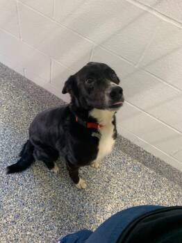 Rescue Border Collie Dogs for Adoption in Angola, Indiana - Everette (Evvy) | PetCurious