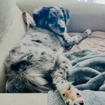 Australian Shepherd Dogs Available for Adoption - Alpine | PetCurious